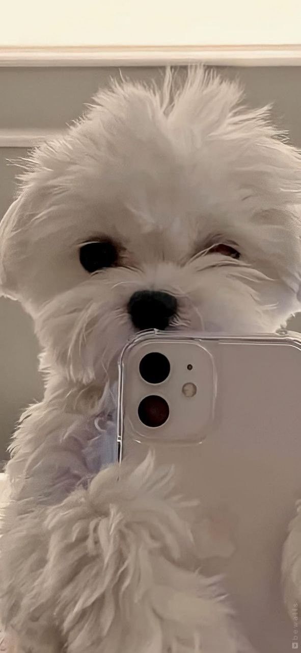 aesthetic-cute-wallpaper