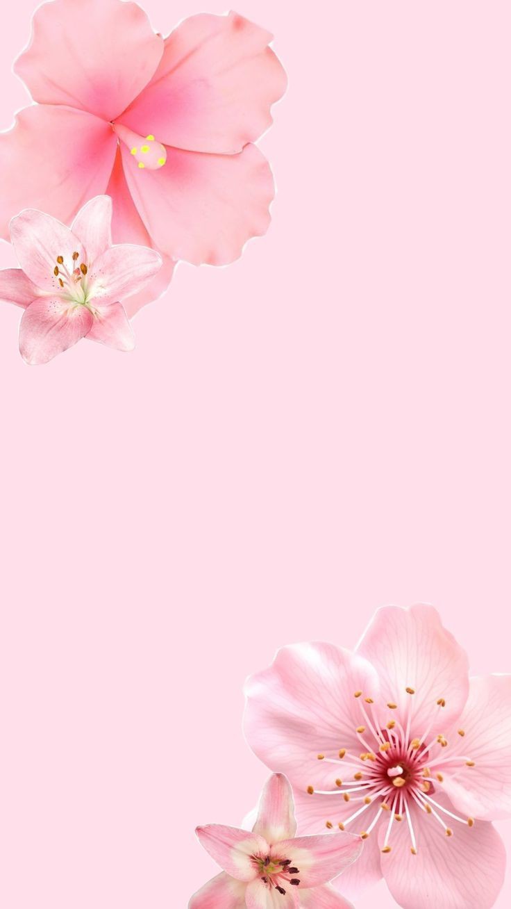 pink-wallpaper-cats